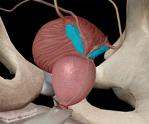 seminal-vesicle-spermatic-prostate-vas-deferens